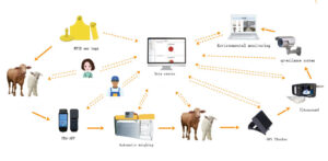 sheep management system1