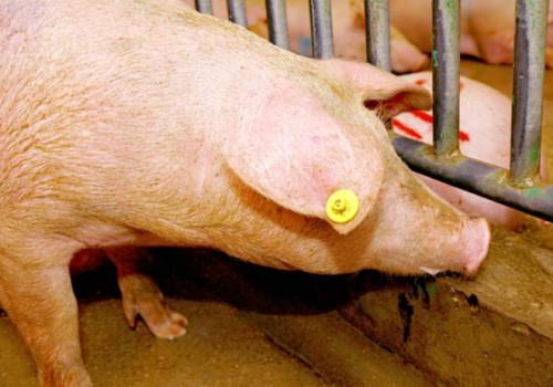 Why pigs need ear tags
